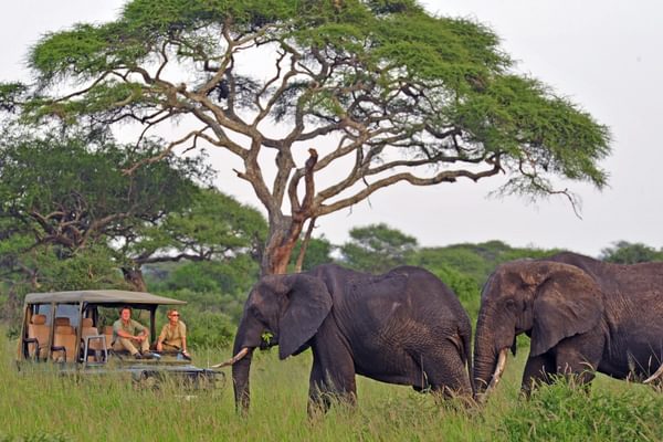 Game Drive Little Chem Chem Camp