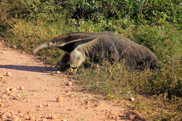 Giant Ant Eater