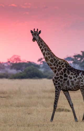 Giraffe and sunset Botswana Africa