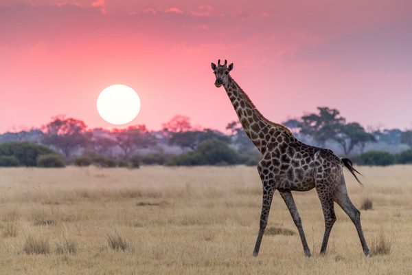 Giraffe and sunset Botswana Africa