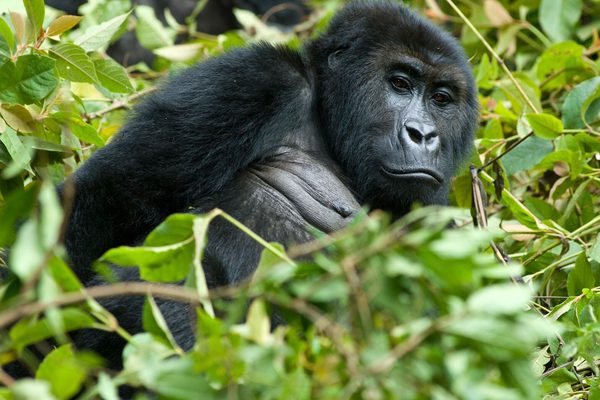Gorilla in the middle of plants congo canva pro