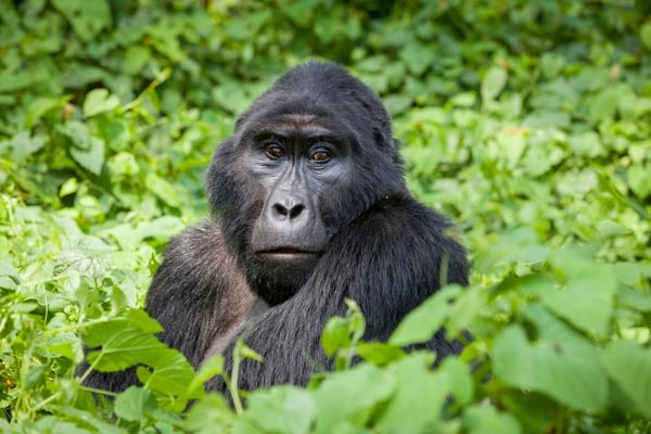 Gorilla A Robert Brierley