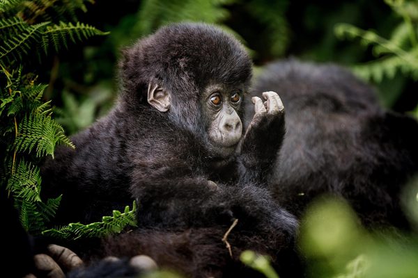 Gorilla Encounter