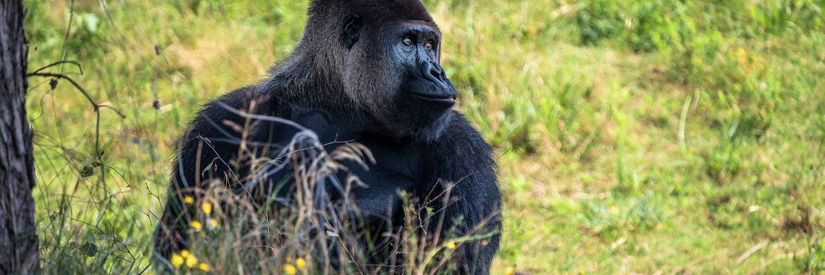Gorilla Bwindi Canva