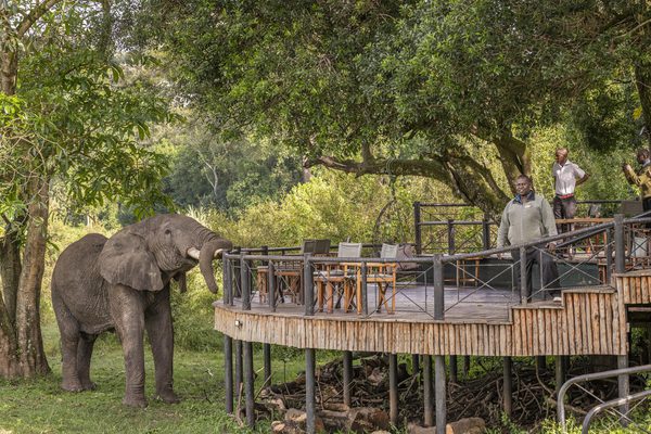 Governors camp elephant with staff