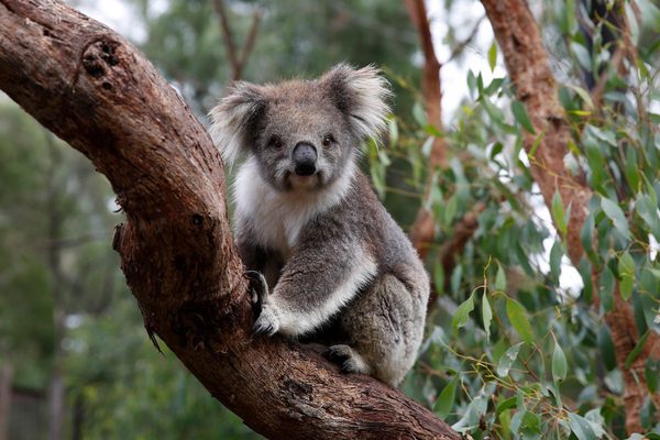 Healesville Sanctuary Koala