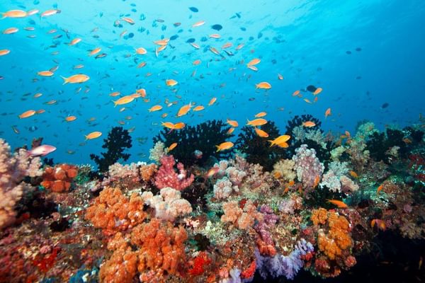 Healthy Coral And Fish