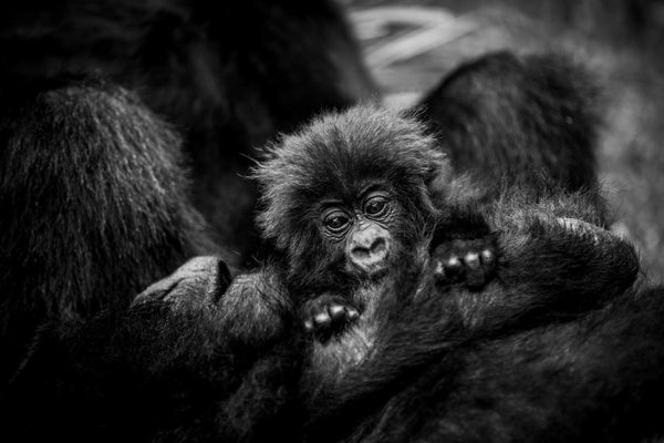 Infant in volcanoes national park