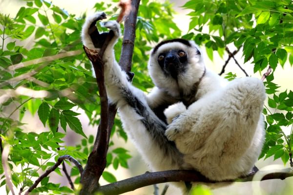 Isalo Np Verrauxs Sifaka