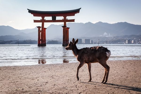 Itsukushima Shrine with deer Hiroshima Prefecture Japan Canva Pro