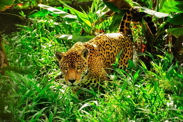 Jaguar in Brazilian Amazon Brazil Canva Pro