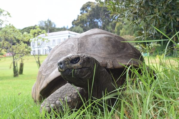 Jonathan the Tortoise