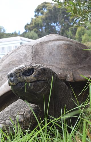 Jonathan the Tortoise