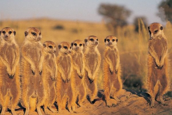 Kalahari desert Botswana