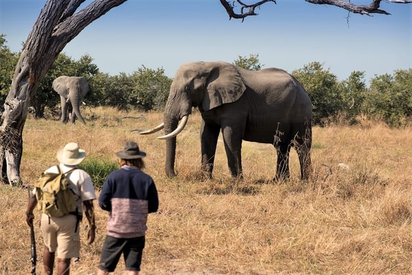 Khwai Tented Camp Moremi Reserve Botswana Walking Safari With Elephant 661