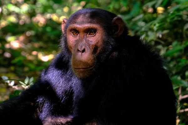 Kibale Chimp Uganda Canva