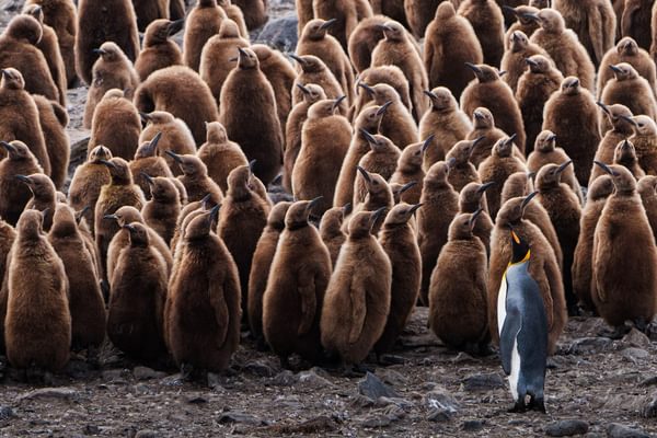 King penguin juveniles Falkland islands