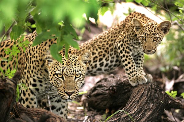 Kruger game drive wildlife ngala 8