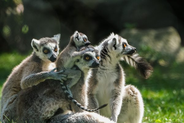 Lemur madagascar 2