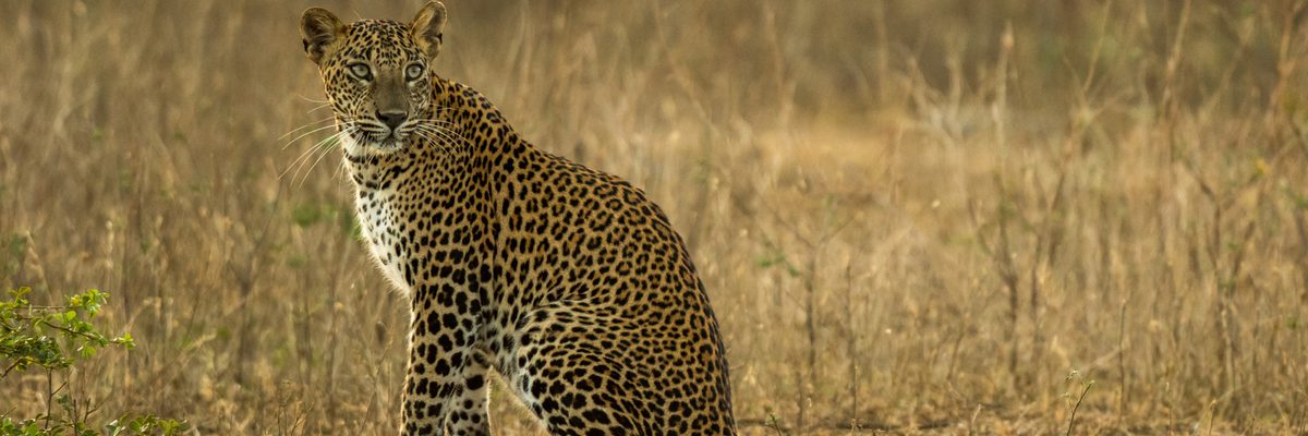 Leopard In Yala National Park