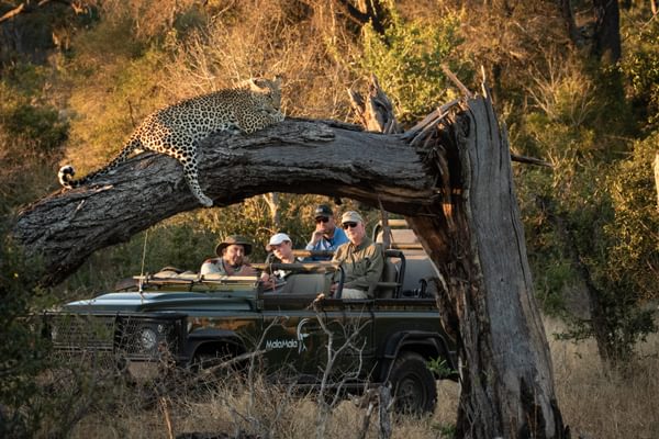 Leopard on Game drive