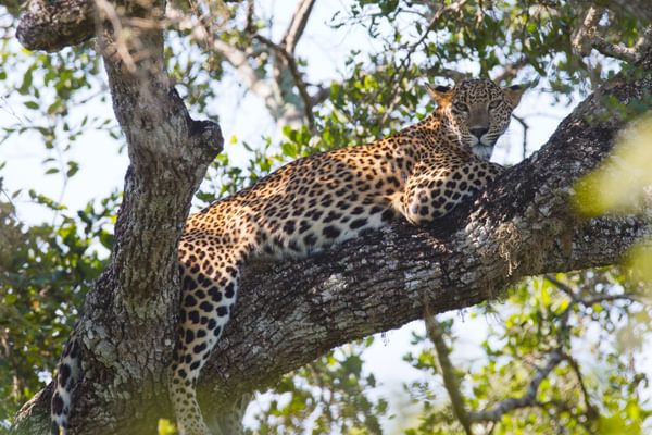 Leopard Relaxing On A Tree At  Yala