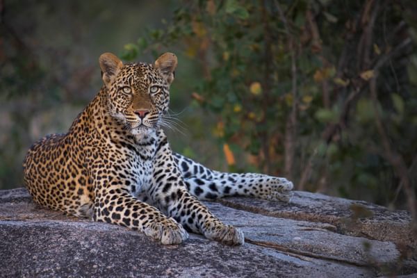Leopard Sabi Sands