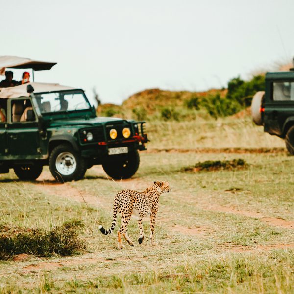 Leopard safari malawi unsplash