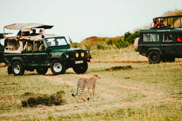 Leopard safari malawi unsplash