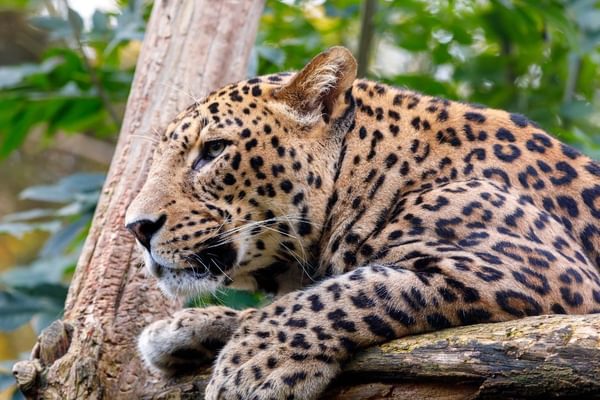 Leopard Sri Lanka