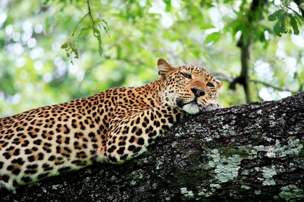 Leopard South Luangwa Zambia