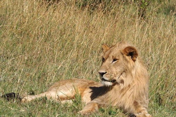 Lion 3