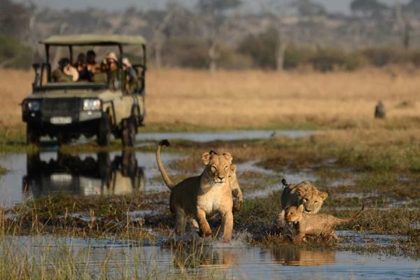 Lion Cubs Camp Moremi Moremi Game Reserve Boating Safaris 4 scaled Botswana