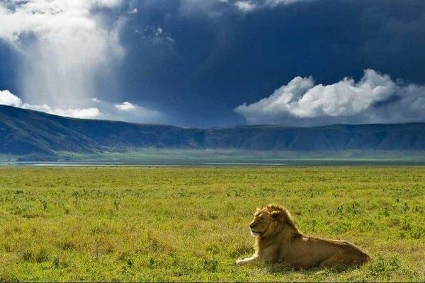 Lions Ngorongoro