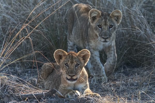 Lions South Luangwa Zambia