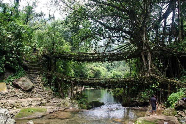 Living root bridge india