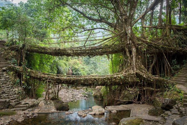 A Living Root Bridge
