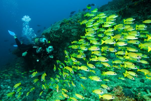 Machangulo Diving Fun