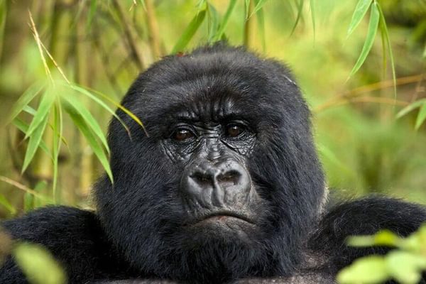 Mahogany  Springs Gorilla