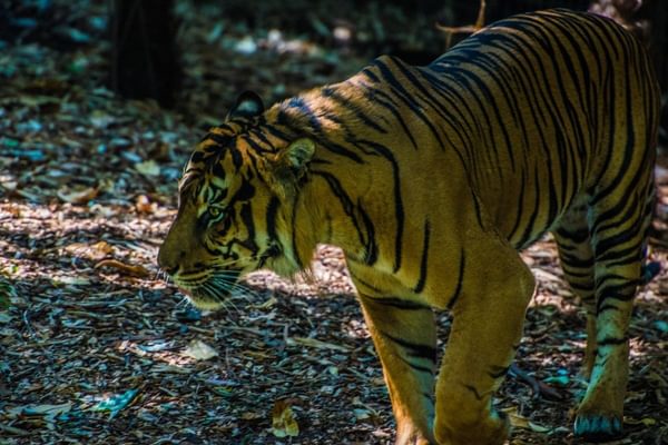 Malayan Tiger