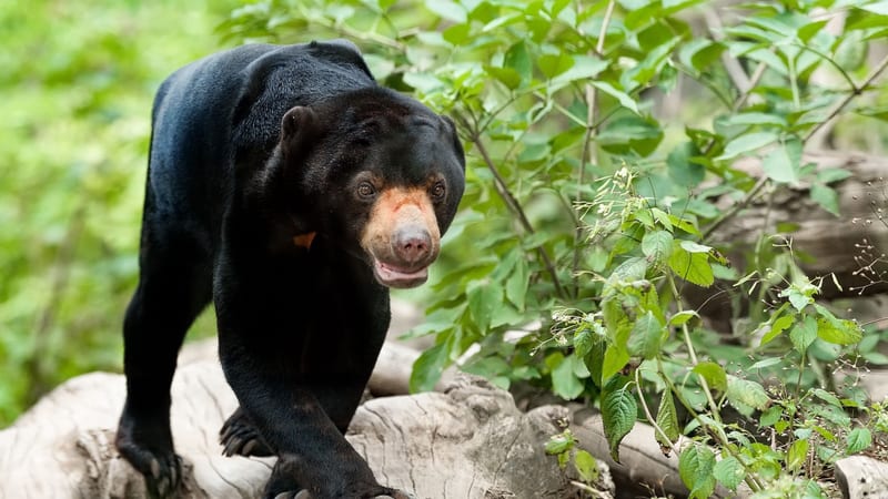 Malaysian Sun Bear