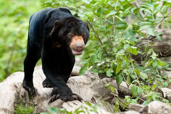 Malaysian Sun Bear
