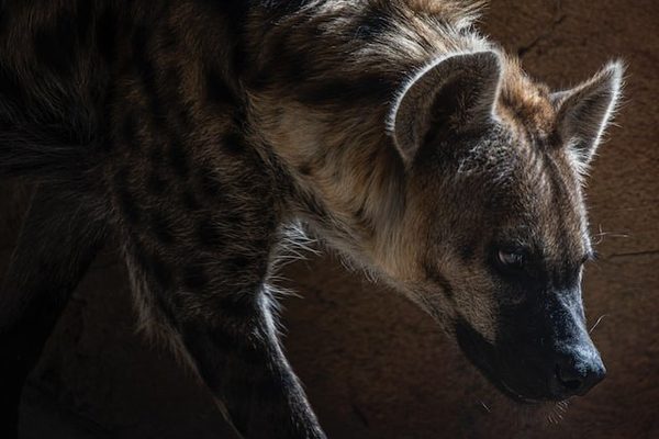 Hyena Unsplash