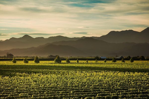 Marlborough Tour Company Marlborough Wine Region