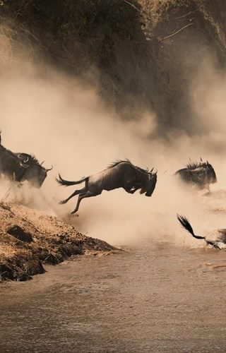 Masai Mara Wildebeest Migration Copy