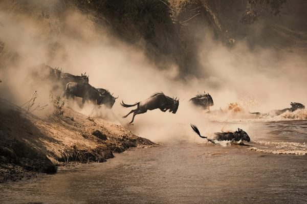 Masai Mara Wildebeest Migration Copy