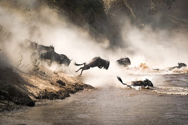 Masai Mara Wildebeest Migration
