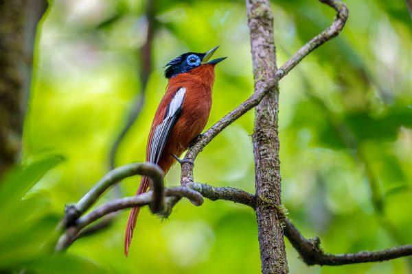 Masoala Forest Lodge Madagascar wildlife 4