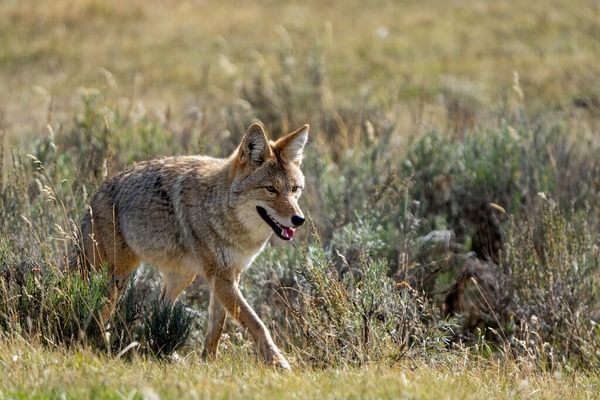 Medium RGB NAT HAB Coyote Myoming US