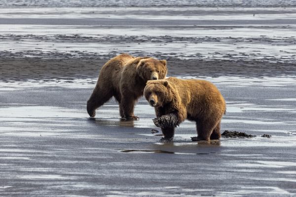 Medium RGB NAT HAB US Alaska Bear Camp Lake Clark National Park Brown Bear 2